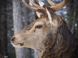 Elk in the winter woods