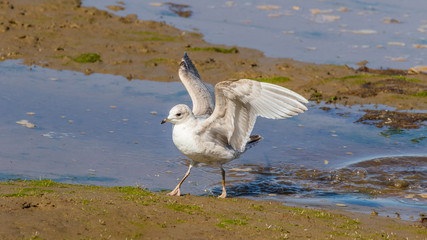 Gull with spread wings on the shore of the pond. Nisqually National Wildlife Refuge