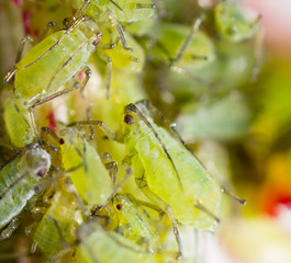 Extreme magnification - Green aphids on a plant