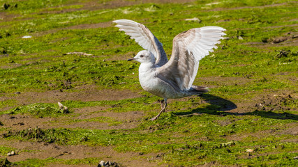Gull with spread wings on the shore of the pond. Nisqually National Wildlife Refuge