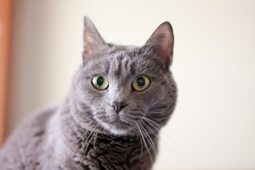 Gray cat portrait indoor