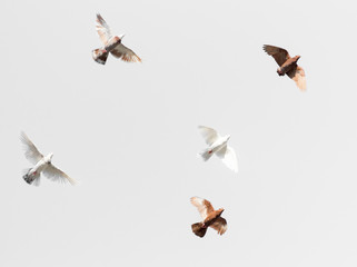 flock of pigeons on a gray background