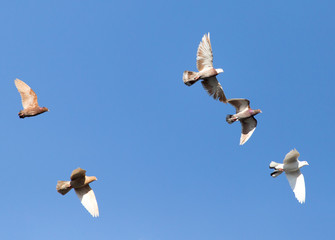 Pigeons on a background of blue sky