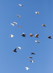 flock of pigeons on blue sky