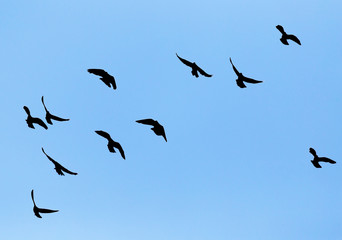 Fototapeta premium silhouette of a flock of pigeons on blue sky