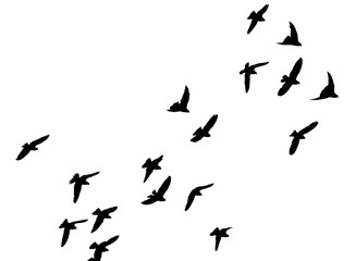 Obraz na płótnie Canvas silhouette of a flock of birds on a white background