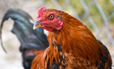 Chicken head, close-up, isolated. 