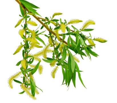 Blooming willow branch isolated on white background. / Without s