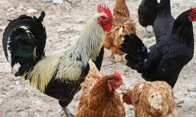  Rooster and chickens