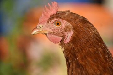 Chicken head, close-up, isolated. 