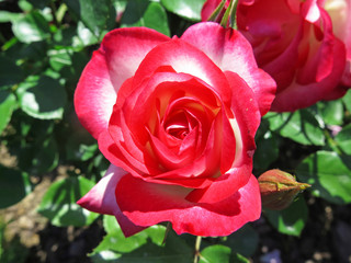 rosa bicolor