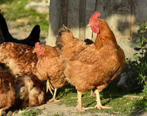 Chicken close-up, isolated. 
