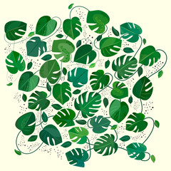 Monstera leafs. Tropical vector background
