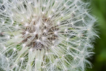 Foto op Plexiglas Lonely dandelion on grass © wowkwasyl