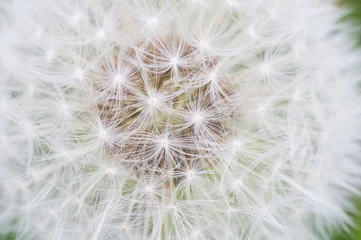 Rolgordijnen Lonely dandelion on grass © wowkwasyl