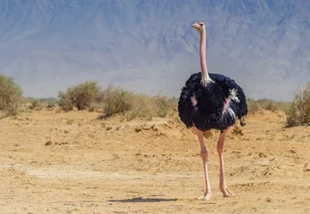Deurstickers Struisvogel Mannetje van Afrikaanse struisvogel (Struthio camelus) in natuurreservaat in de buurt van Eilat