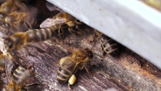 slow motion. entrance to the hive and bees coming and going