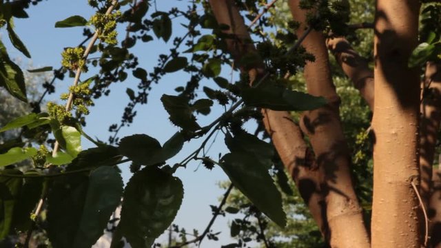 Alberi