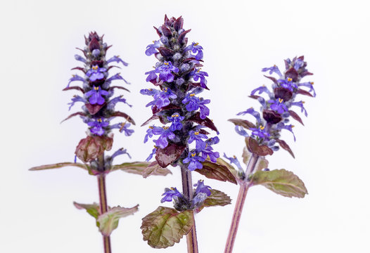 Three bugleweed flowers on white background