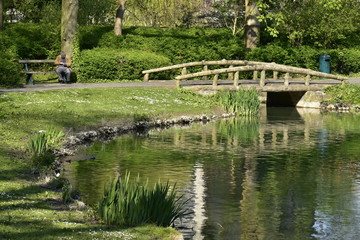 Fototapeta na wymiar Quelques bosquets de roseaux près du pont rustique à l'étang Tenreuken à Watermael-Boitsfort