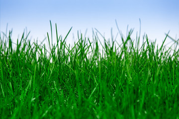 Green grass isolated on blue background