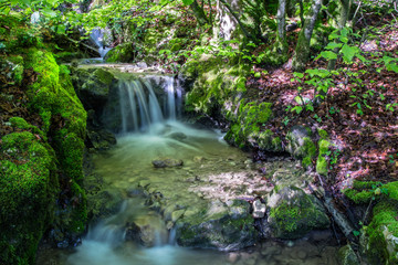 Das Wasser fliesst im Bach durch den Wald zwischen dem Baum