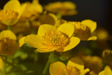Caltha palustris