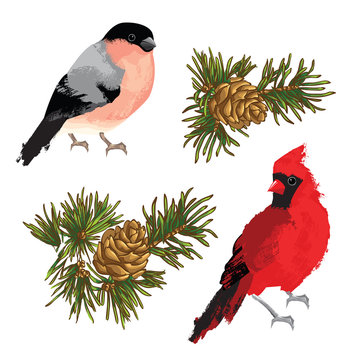 Collection of element for merry christmas or happy new year. Bullfinch, cardinal bird and fir-cone on white background