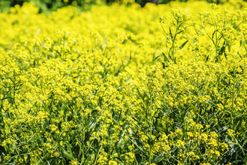 Summer natural background with yellow blooming rape field, blurr
