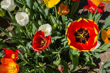 Tulpenkelche draufsicht