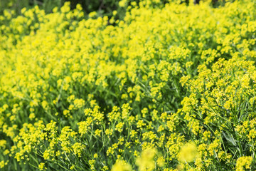 Summer natural background with yellow blooming rape field, blurr
