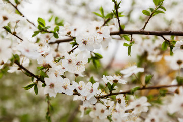 White wild cherry flowers blooming on branch
