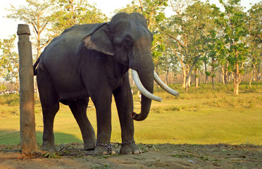 Fototapeta na wymiar Indian elephant, Chittawan National Park, Nepal