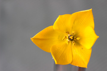 Stempel und Staubblätter in einer gelben Blüte