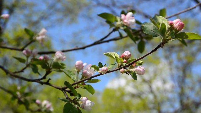 Flowers of apple tree in the spring day video.