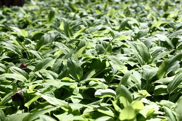 meadow covered with wild garlic/ meadow covered with wild garlic
