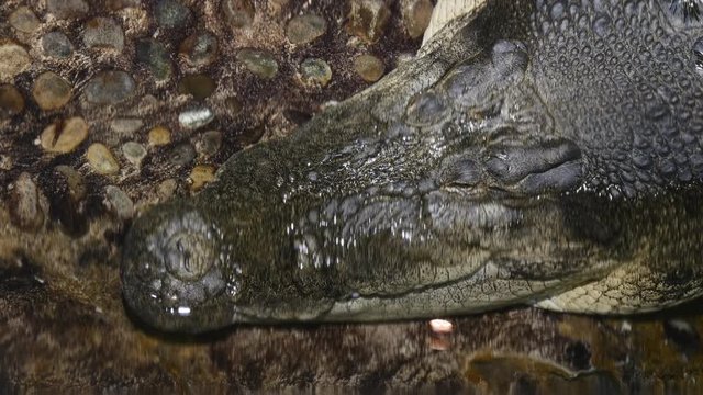 Head of large crocodile
