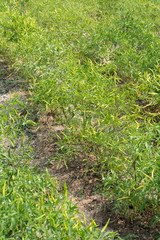 Fresh green chillies growing in the vegetable garden,Thailand