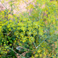 Obraz premium dill plant and flower as agricultural background