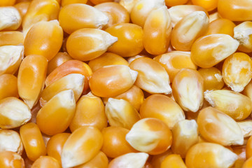 Goldgelbe Maiskörner