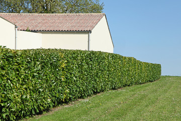 Haie de laurier palme