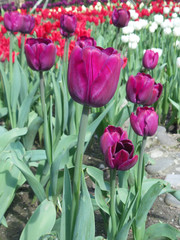 Сиреневые тюльпаны на весенней клумбе
