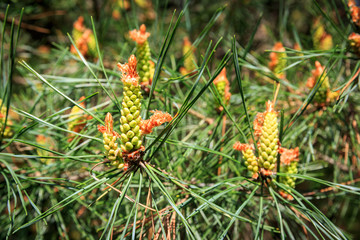 Fototapeta premium abstract strobile on pine brunch