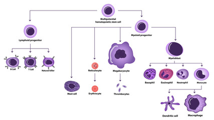 Hematopoiesis cell types scheme - obrazy, fototapety, plakaty