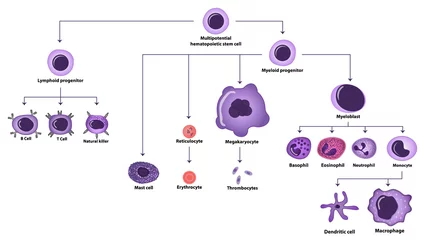 Fotobehang Hematopoiesis cell types scheme © extender_01