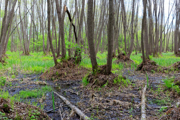 Spring scene with bog in forest