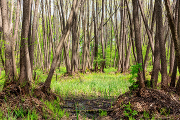 Trees on swamp at spring time