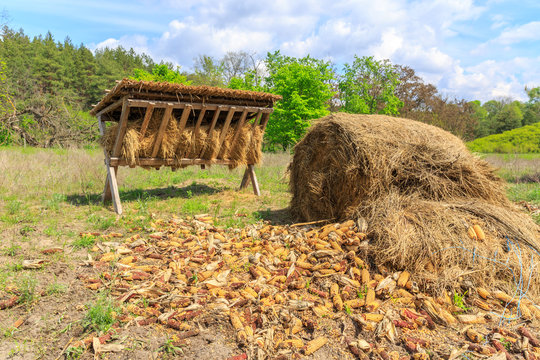 feeding-rack with dry hay and corn for wild animal