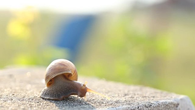 Beautiful Snail With Mucus In  Nature