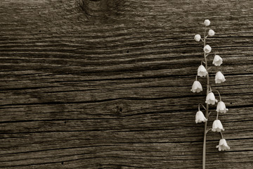 white flower lily of the valley on a background of old gray barn board cracks. with space for posting information. black and white photo - Powered by Adobe